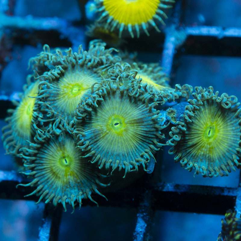Assorted Zoas live coral for reef aquarium