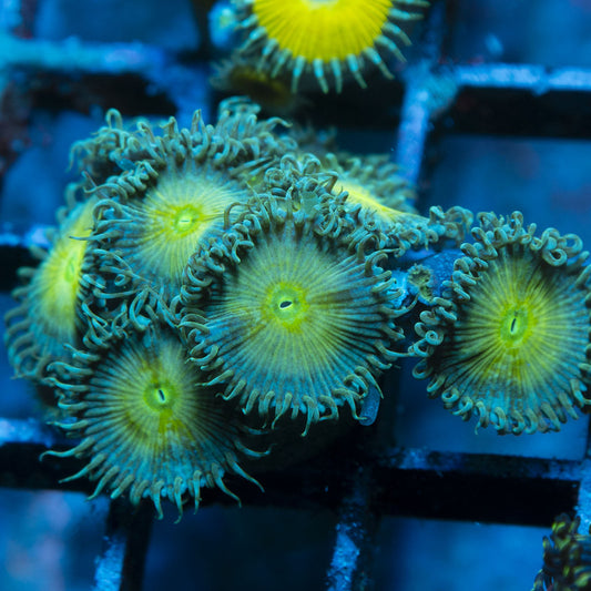 Assorted Zoas live coral for reef aquarium