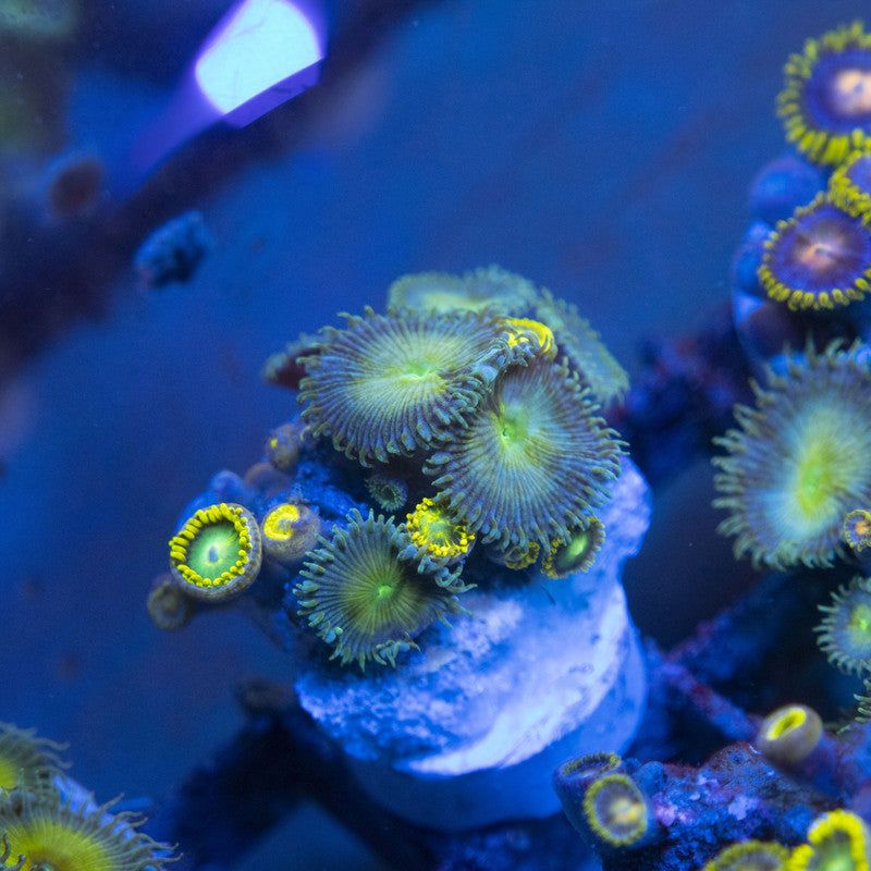 Assorted Zoas WYSIWYG live coral for sale at AquaGemCorals