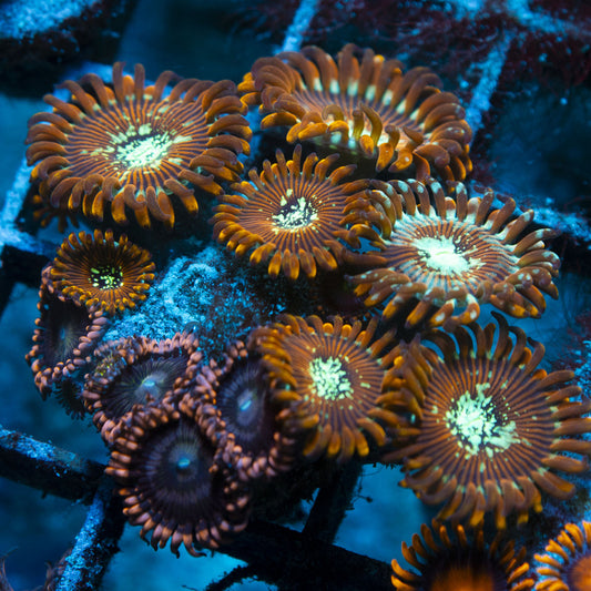 Assorted Zoas live coral for reef aquarium