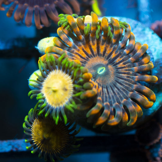 Assorted Zoas live coral for reef aquarium