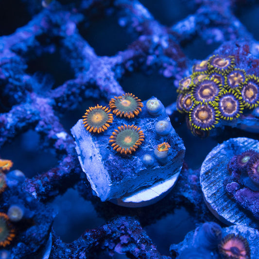 Assorted Zoas