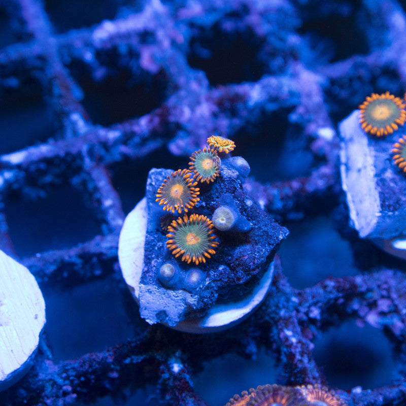 Assorted Zoas