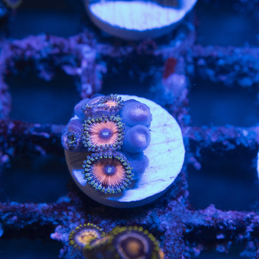 Assorted Zoas