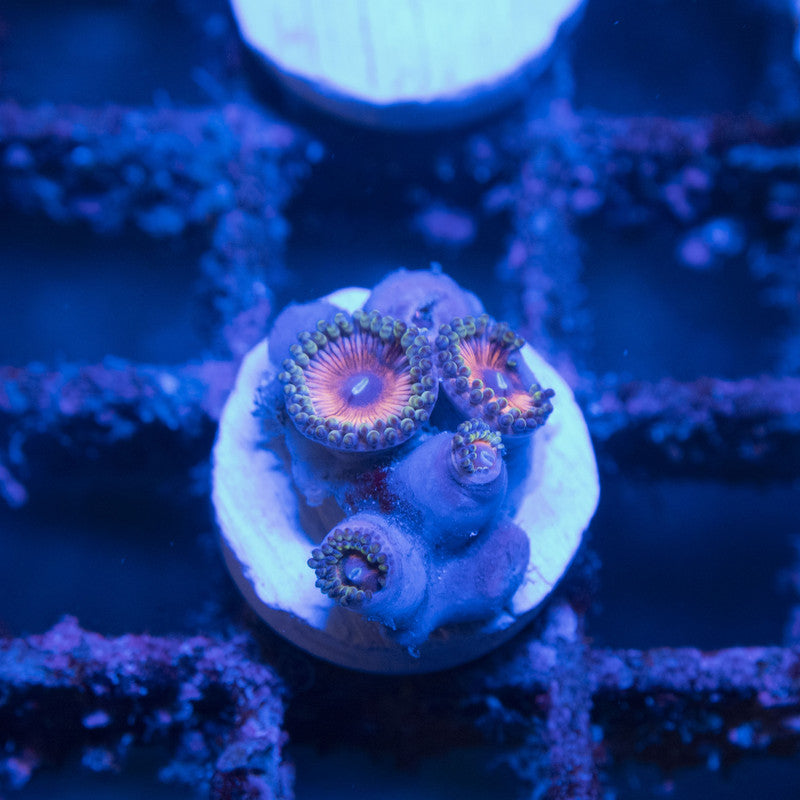 Assorted Zoas