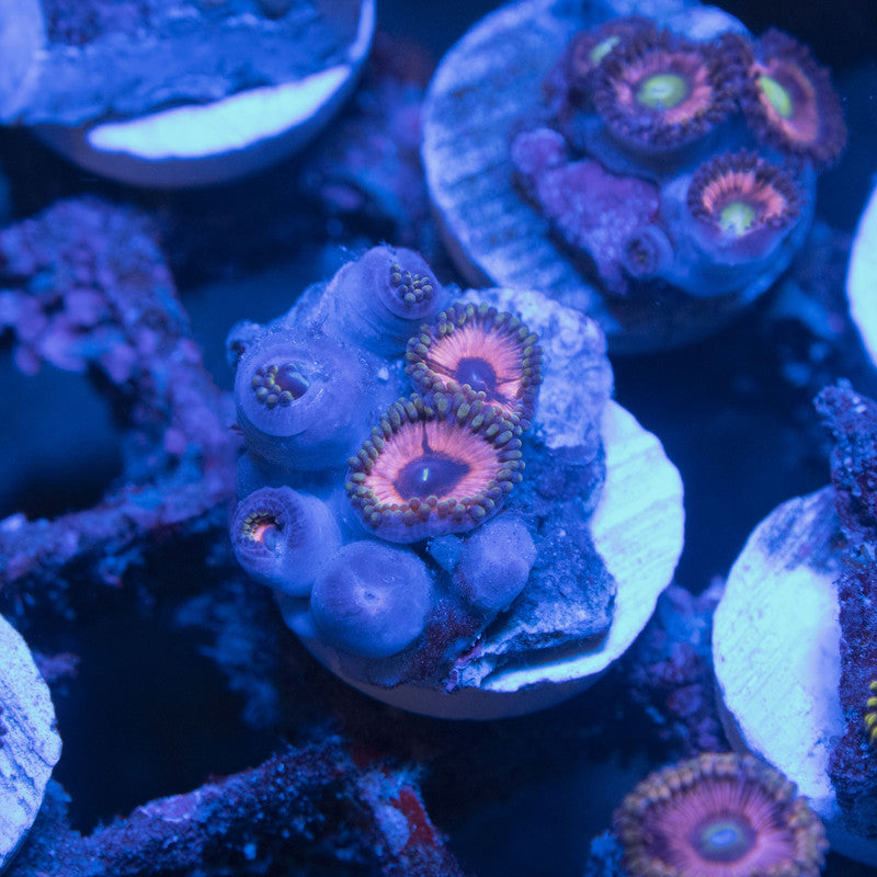 Assorted Zoas