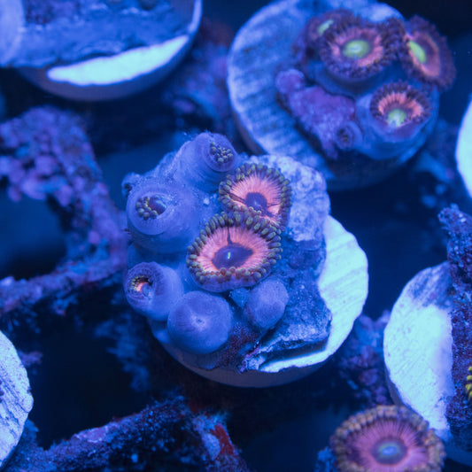 Assorted Zoas