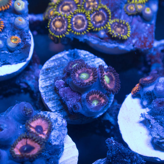 Assorted Zoas