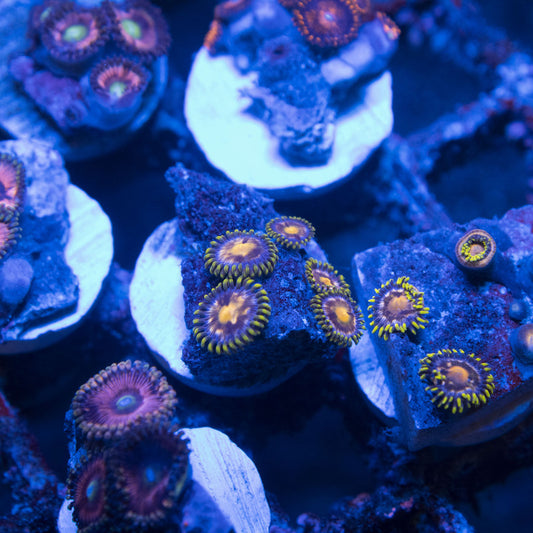 Assorted Zoas