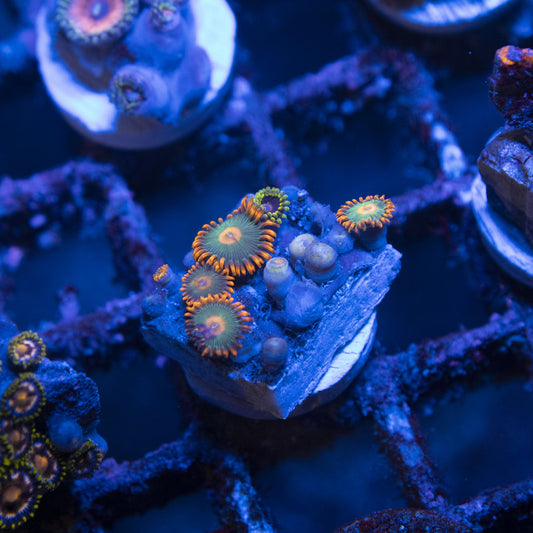 Assorted Zoas