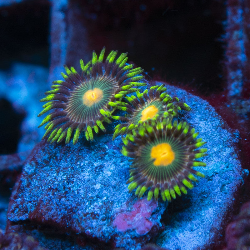 Assorted Zoas live coral for reef aquarium