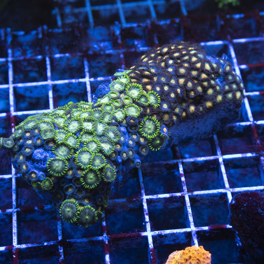 Assorted zoa colony