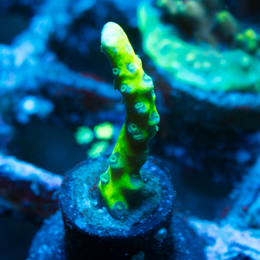 Assorted Acropora