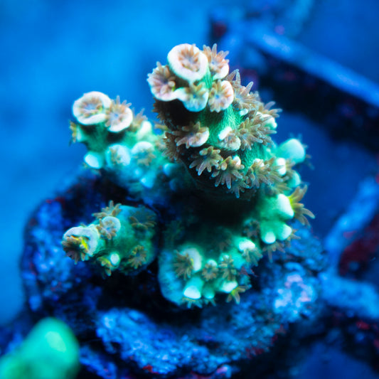 Assorted Acropora