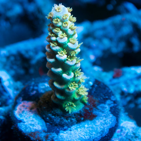 Assorted Acropora