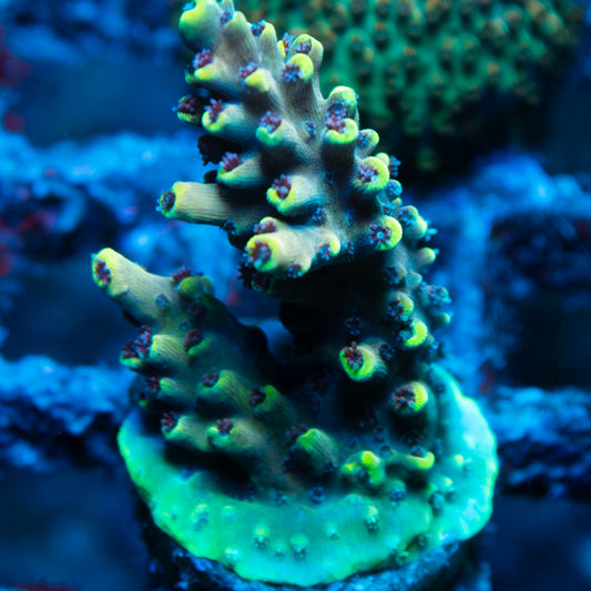 Assorted Acropora