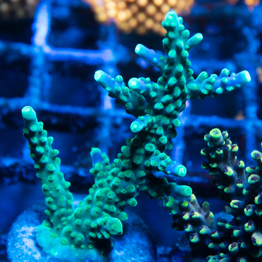 Assorted Acropora