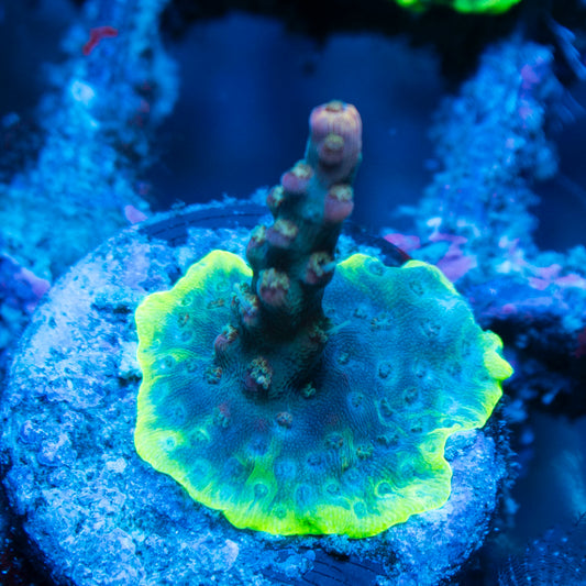 Assorted Acropora