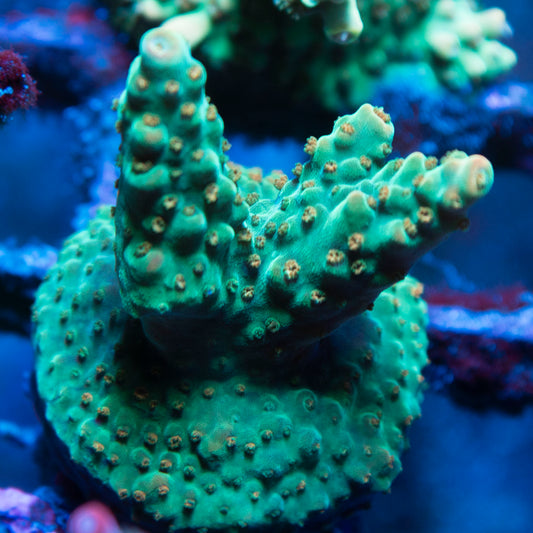 Assorted Acropora