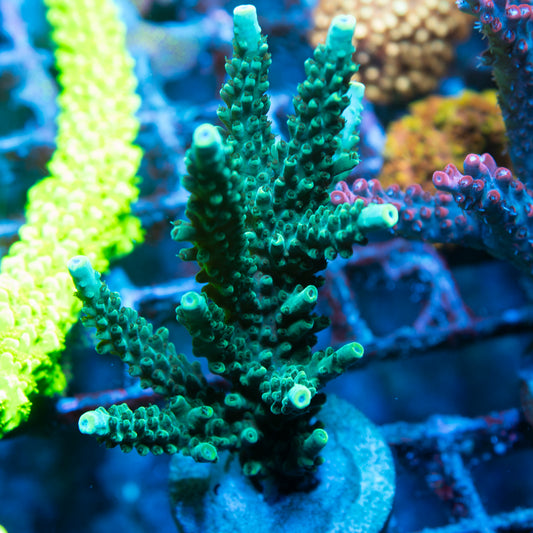 Assorted Acropora