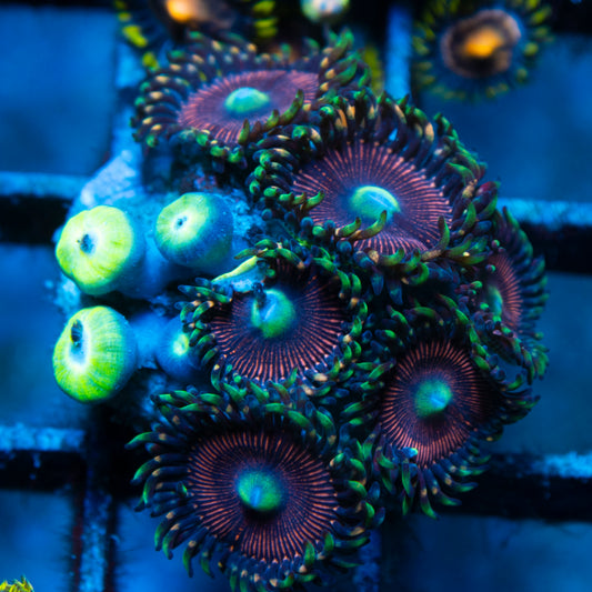 Assorted Zoas