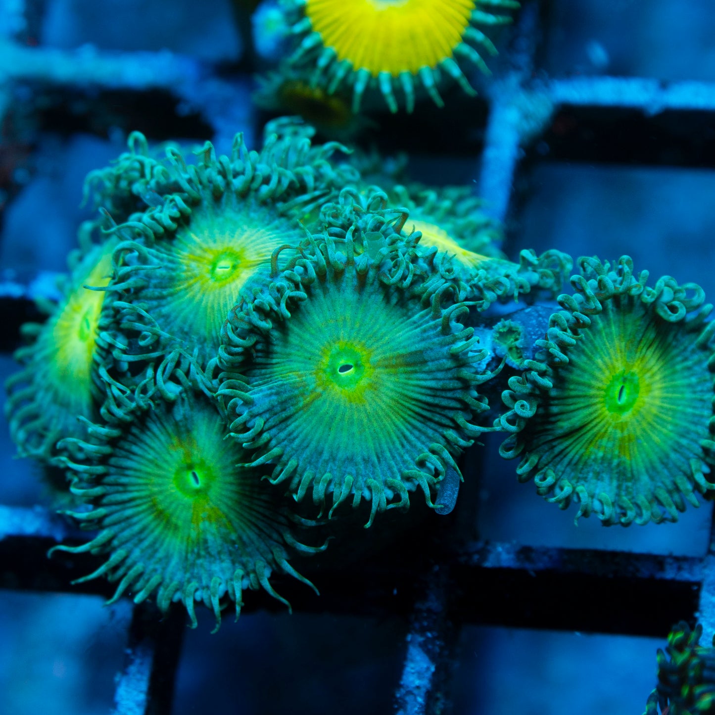 Assorted Zoas
