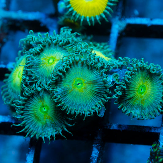 Assorted Zoas