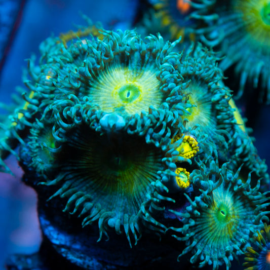 Assorted Zoas