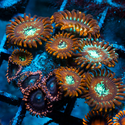 Assorted Zoas