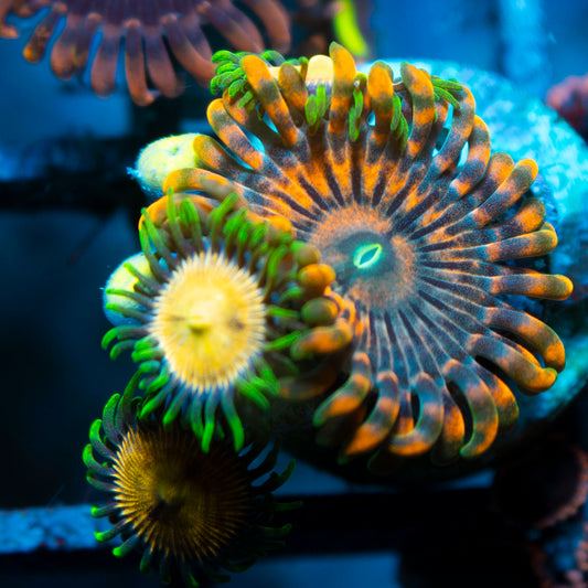 Assorted Zoas