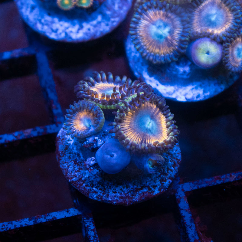 Aurora Flame Zoa