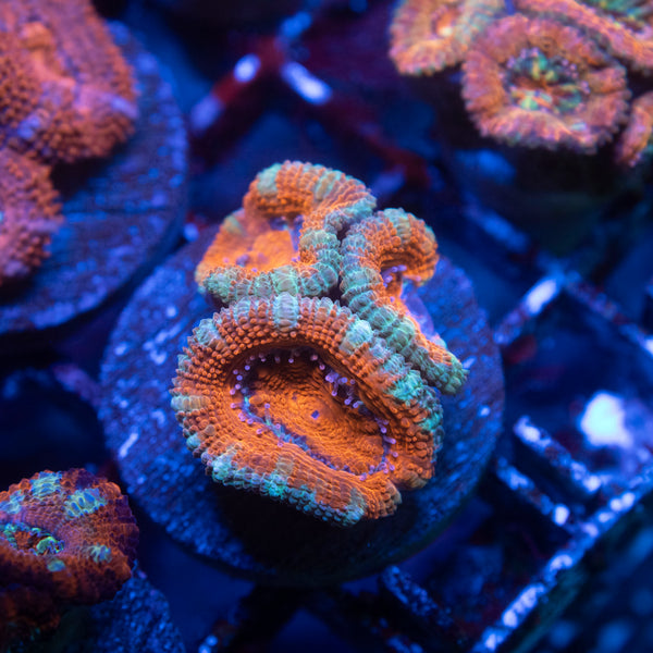 Aussie Acan