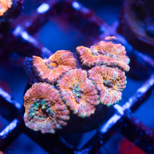 Aussie Acan