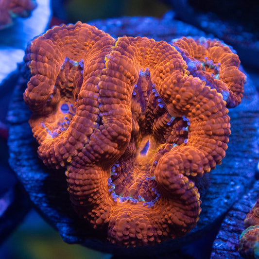 Aussie Acan