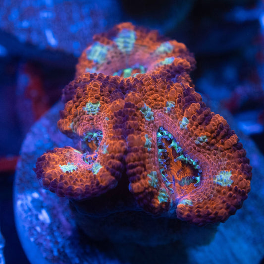 Aussie Acan