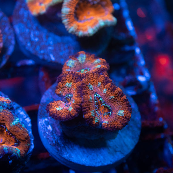 Aussie Acan