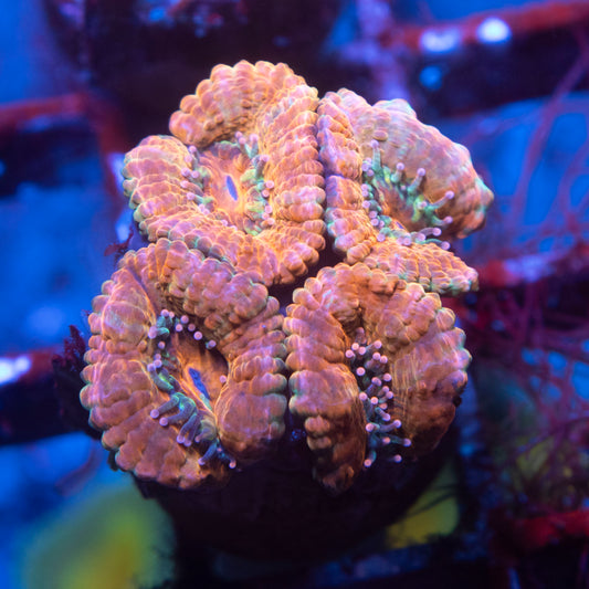 Aussie Acan Coral