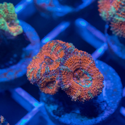 Aussie Acan Lordhowensis