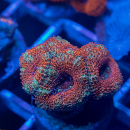 Aussie Acan Lordhowensis