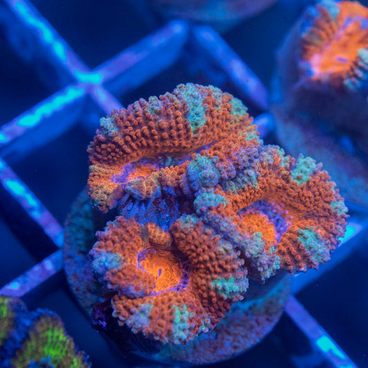 Aussie Acan Lordhowensis