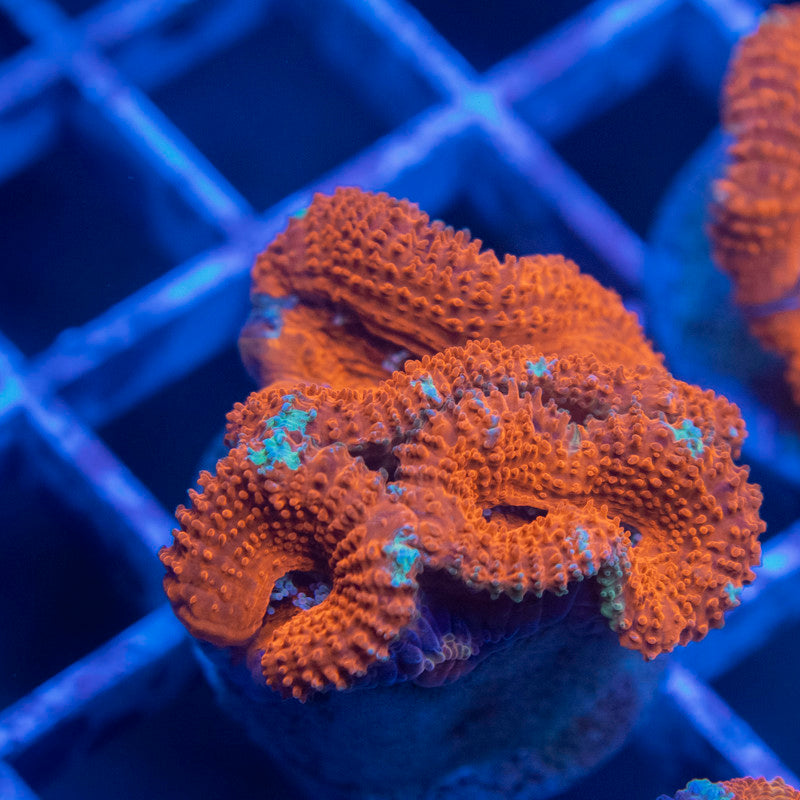 Aussie Acan Lordhowensis