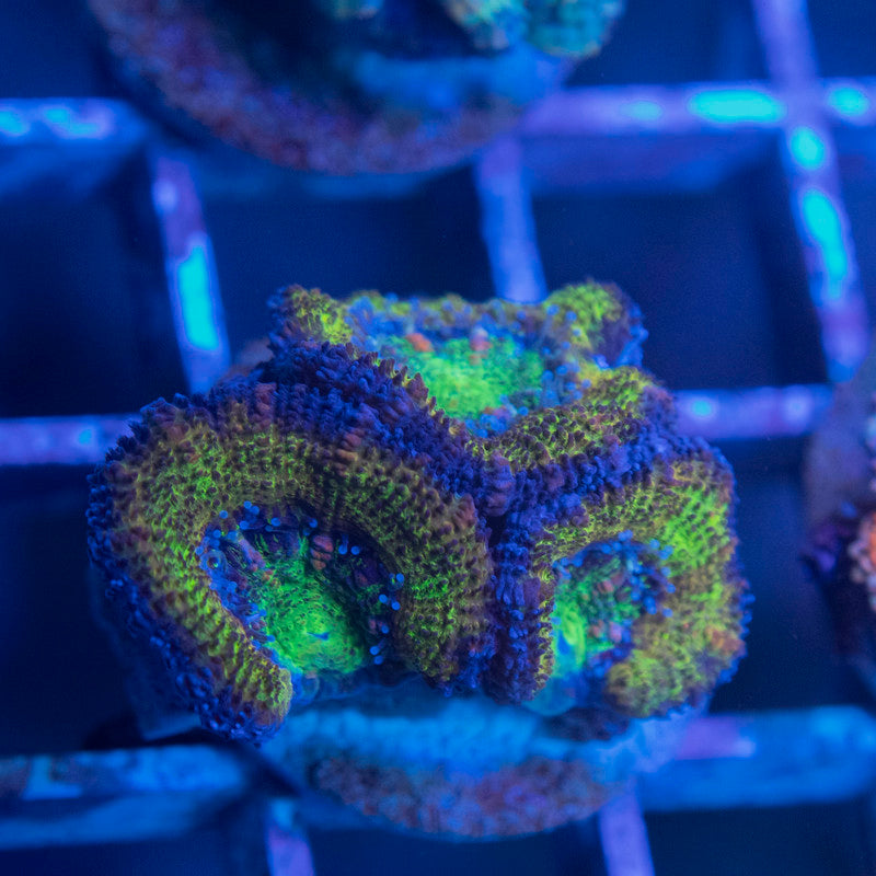 Aussie Acan Lordhowensis