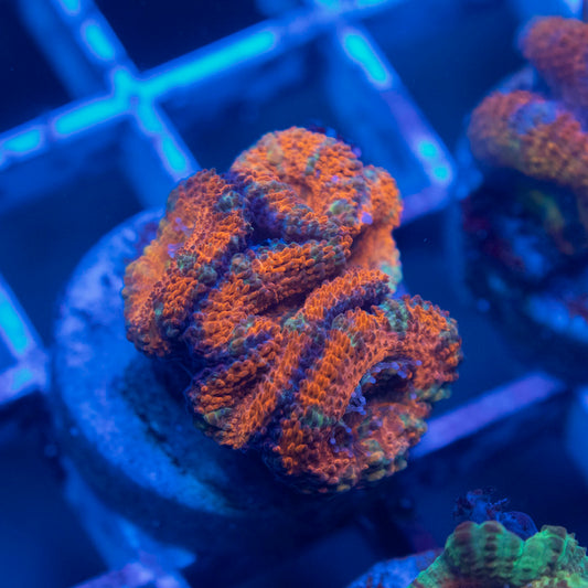 Aussie Acan Lordhowensis