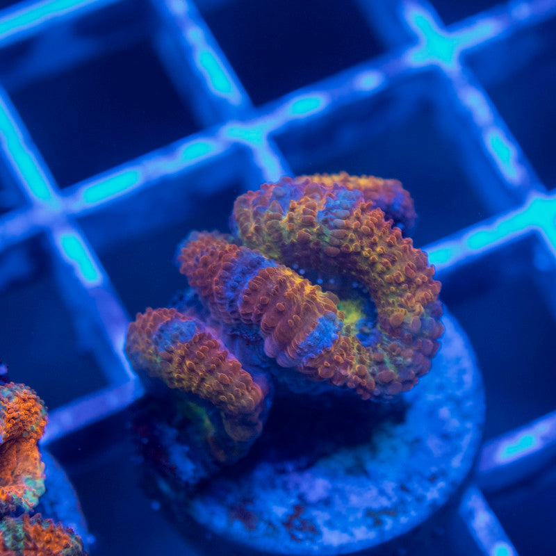 Aussie Acan Lordhowensis