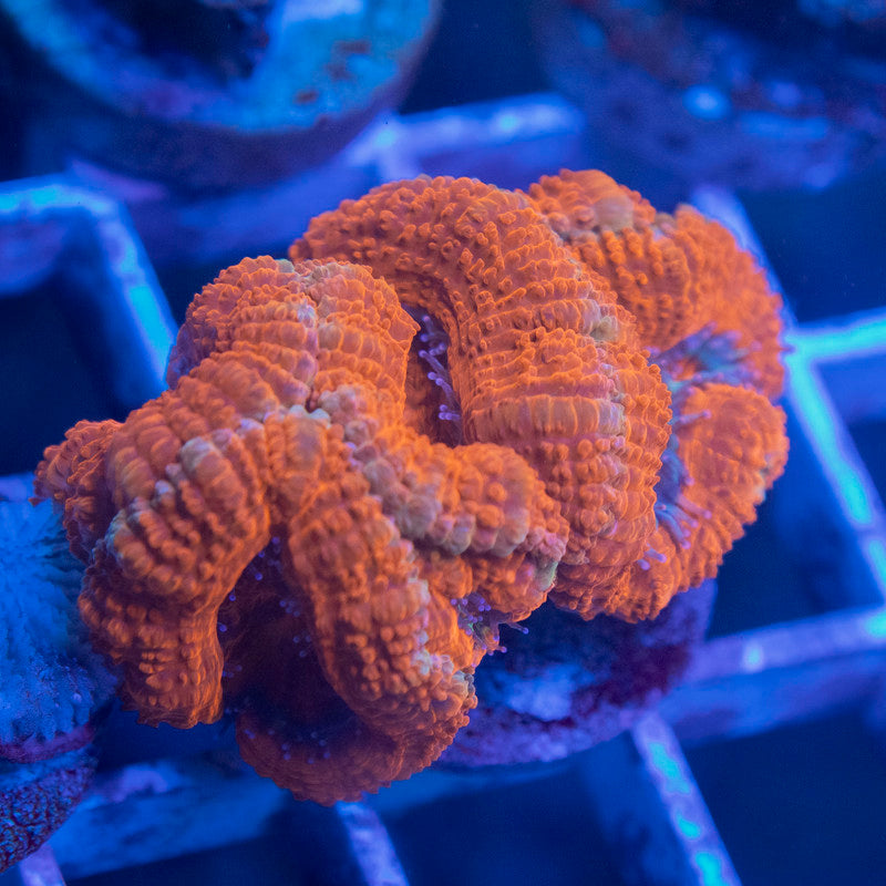 Aussie Acan Lordhowensis