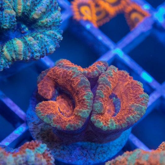 Aussie Acan Lordhowensis