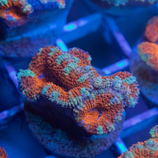 Aussie Acan Lordhowensis