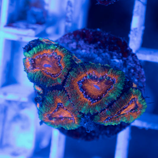 Aussie Acan Lordhowensis - AquaGemCorals