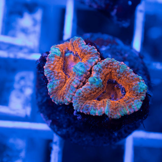 Aussie Acan Lordhowensis - AquaGemCorals