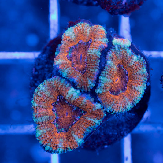 Aussie Acan Lordhowensis - AquaGemCorals